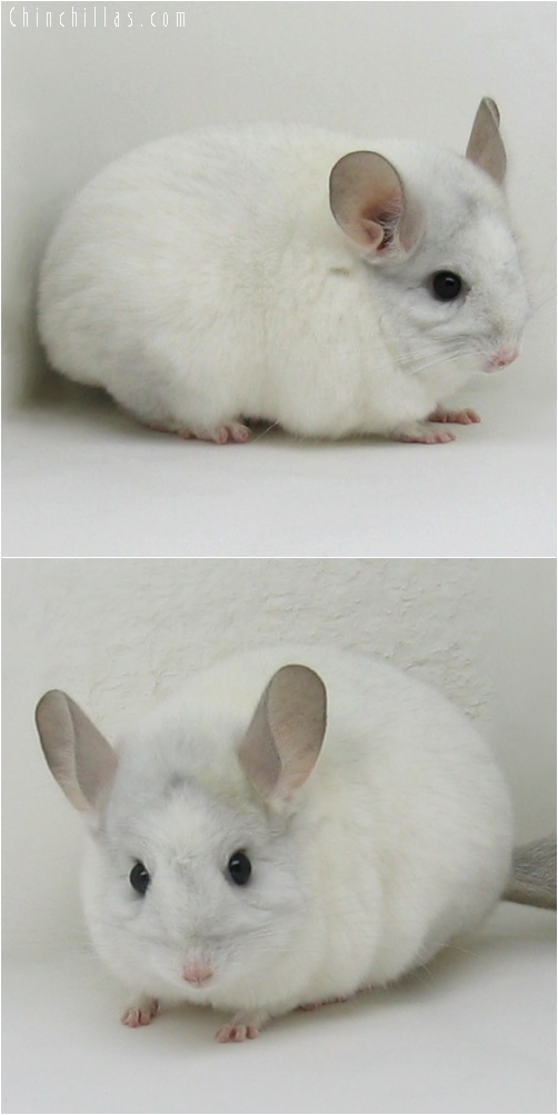 6170 Sapphire & White Mosaic Female Chinchilla