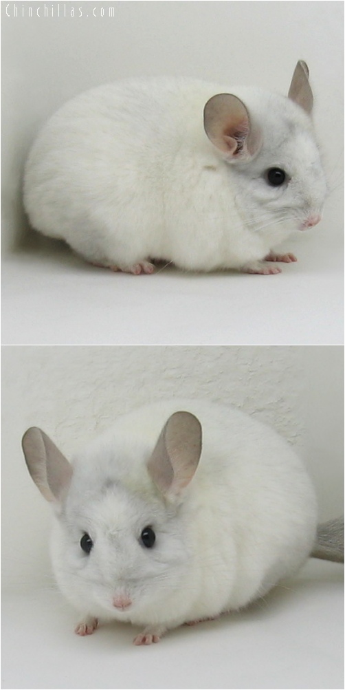 6170 Sapphire & White Mosaic Female Chinchilla