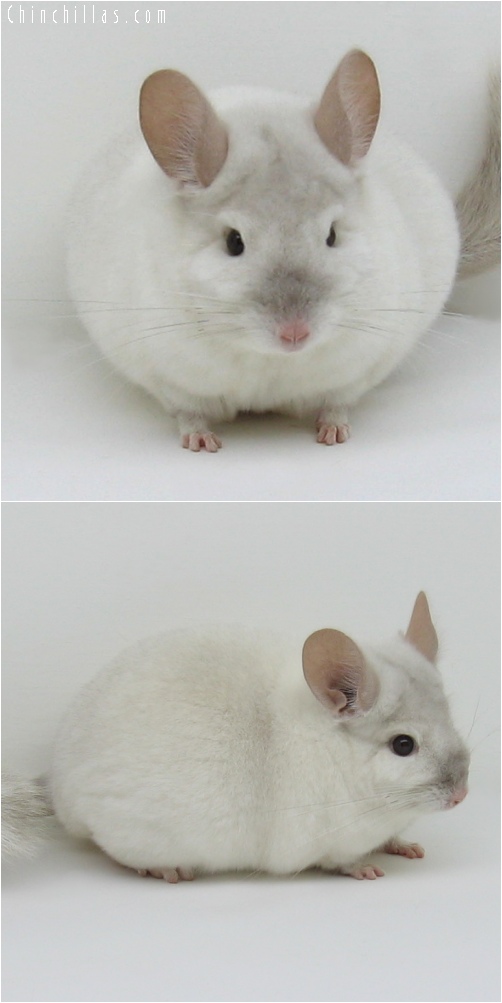 6166 Show Quality Pink White Male Chinchilla with Spot