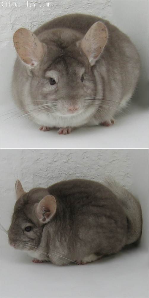 6169 Show Quality Beige Female Chinchilla