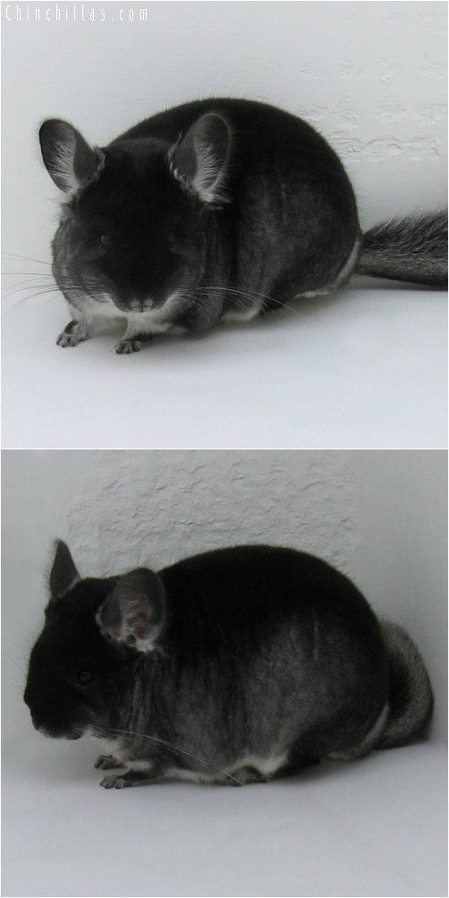 6147 Show Quality Black Velvet Male Chinchilla