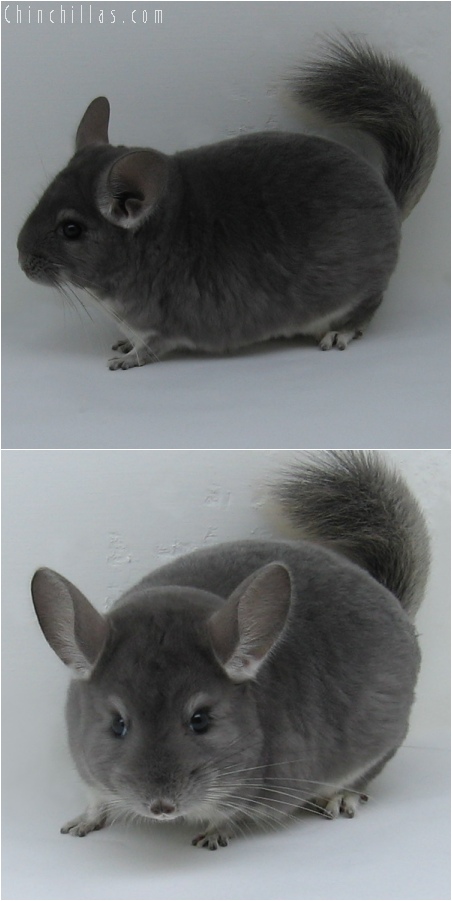 6108 Show Quality Violet Male Chinchilla