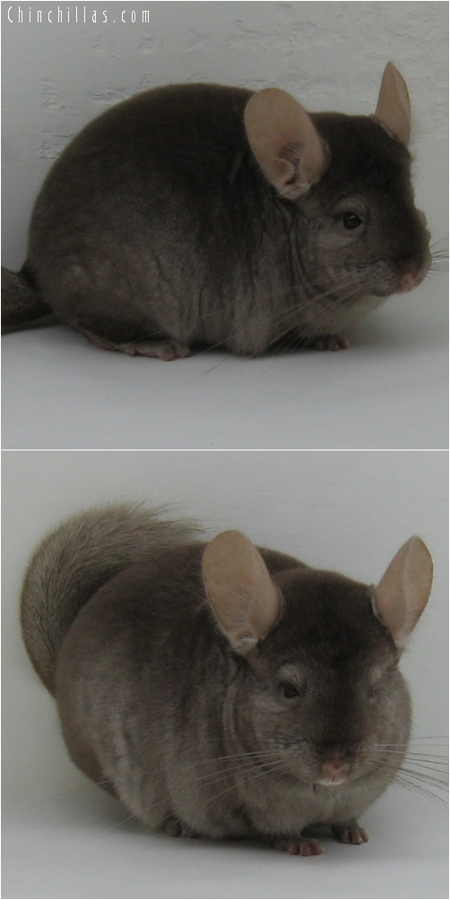 6171 Tan Female Chinchilla