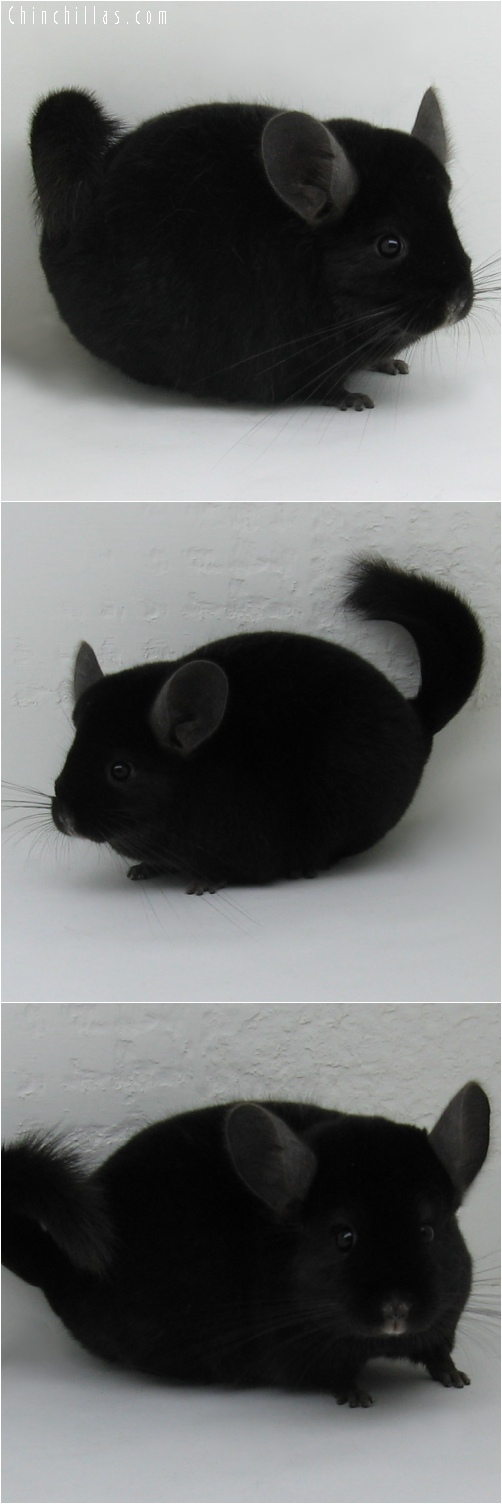 6178 Premium Production Quality Extra Dark Ebony Female Chinchilla