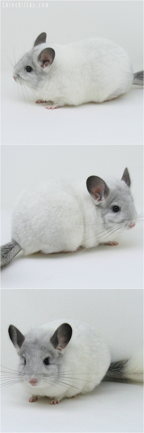 6173 Show Quality White Mosaic ( Sapphire Carrier ) Female Chinchilla