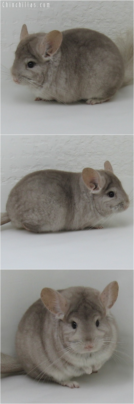 6174 Show Quality Beige Female Chinchilla