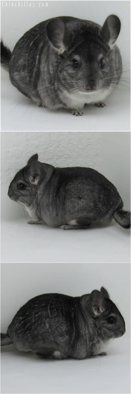 6177 Large Blocky Show Quality Standard Female Chinchilla