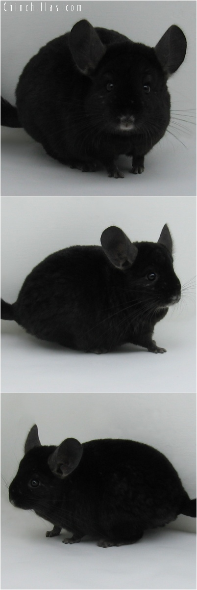 6168 Extra Dark Ebony Male Chinchilla