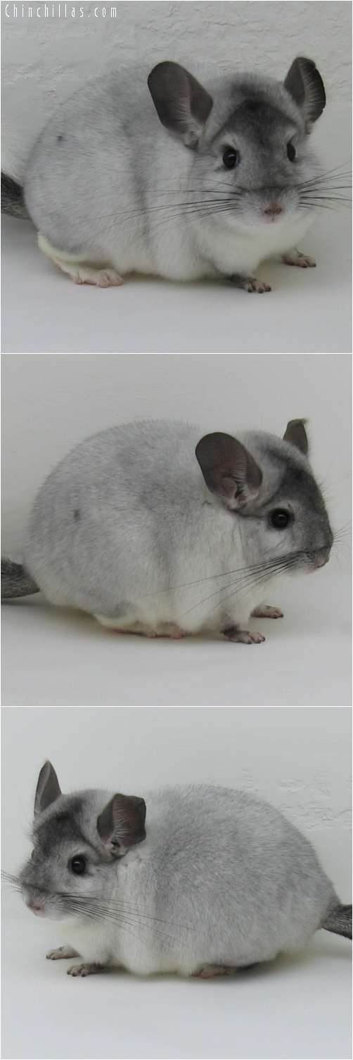 6167 Top Show Quality White Mosaic Male Chinchilla