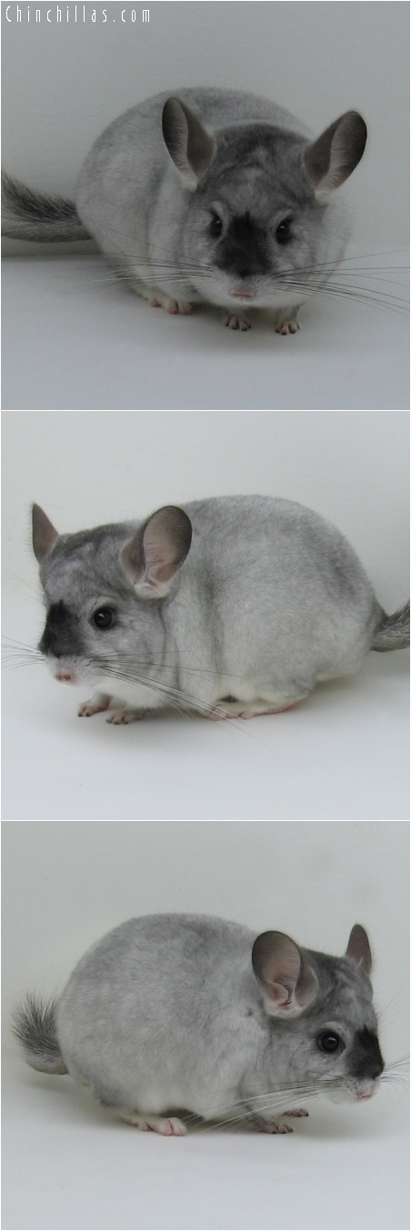 6179 Unique Show Quality White Mosaic Male Chinchilla w/ Mask