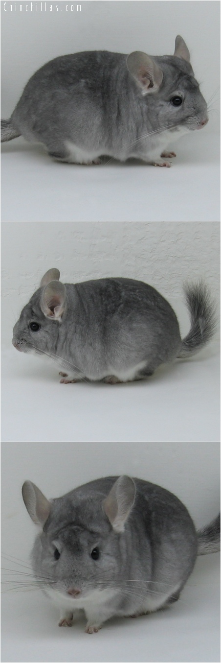 6180 Sapphire Female Chinchilla