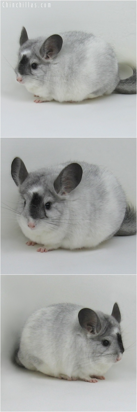 6188 Large Show Quality White Mosaic Female Chinchilla w/ Mask