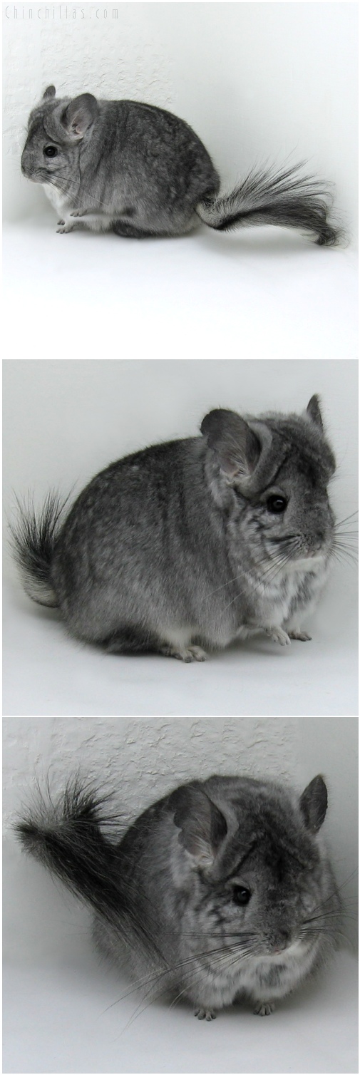 6189 Standard Royal Persian Angora Female Chinchilla