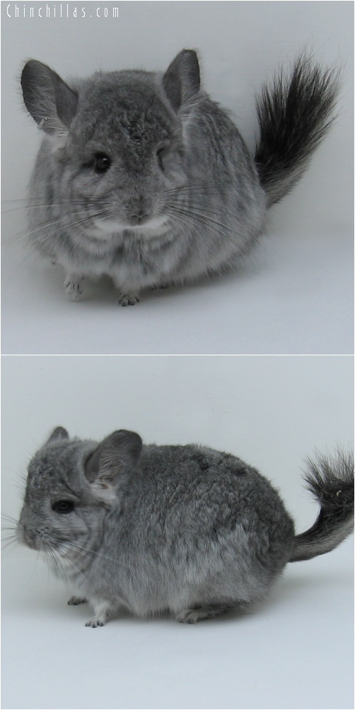 6155 Standard Royal Persian Angora Male Chinchilla