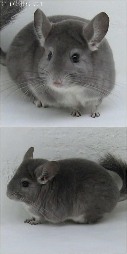 6126 Show Quality Violet Female Chinchilla