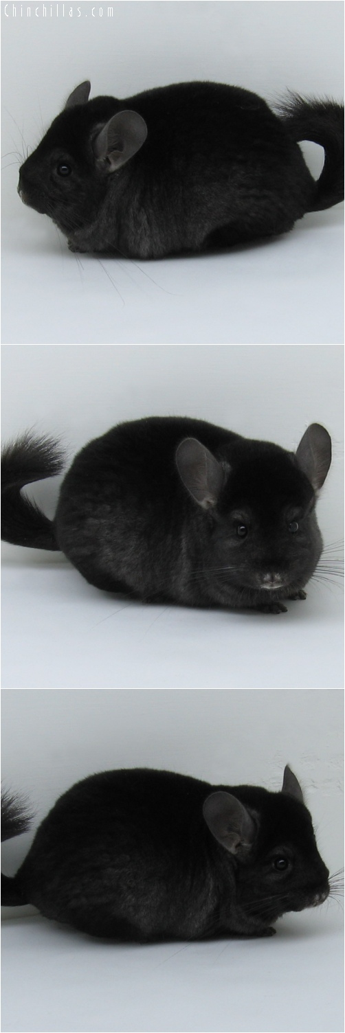 6156 Premium Production Quality Ebony Female Chinchilla