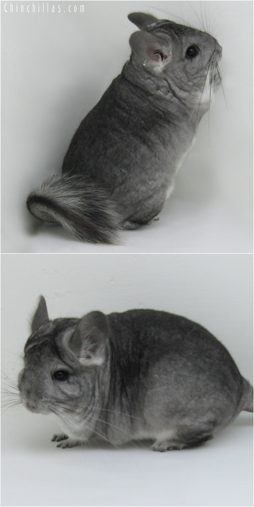 6138 Standard ( Royal Persian Angora Carrier ) Female Chinchilla