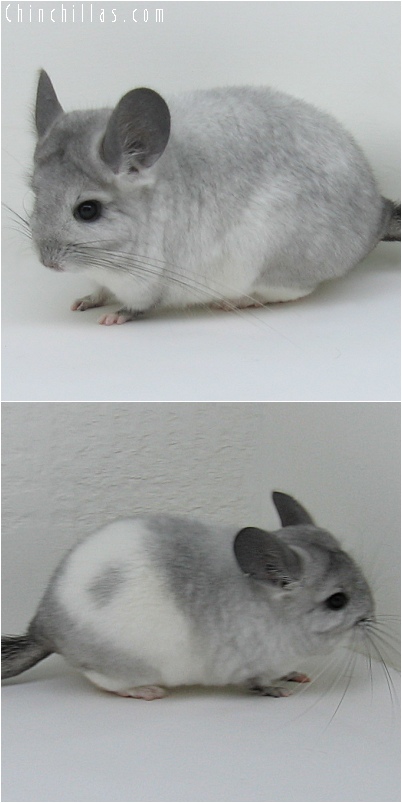 6157 White Mosaic ( Royal Persian Angora Carrier ) Female Chinchilla