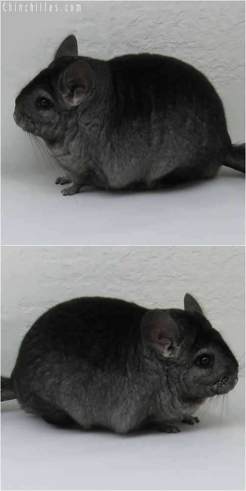 6161 Premium Production Quality Ebony Female Chinchilla