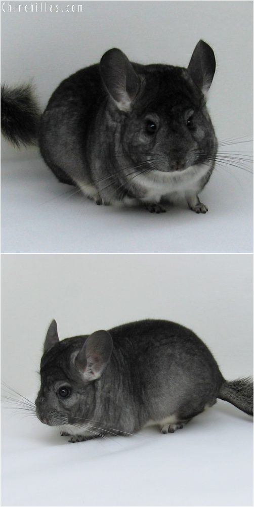 6203 Premium Production Quality Standard ( Violet Carrier ) Female Chinchilla