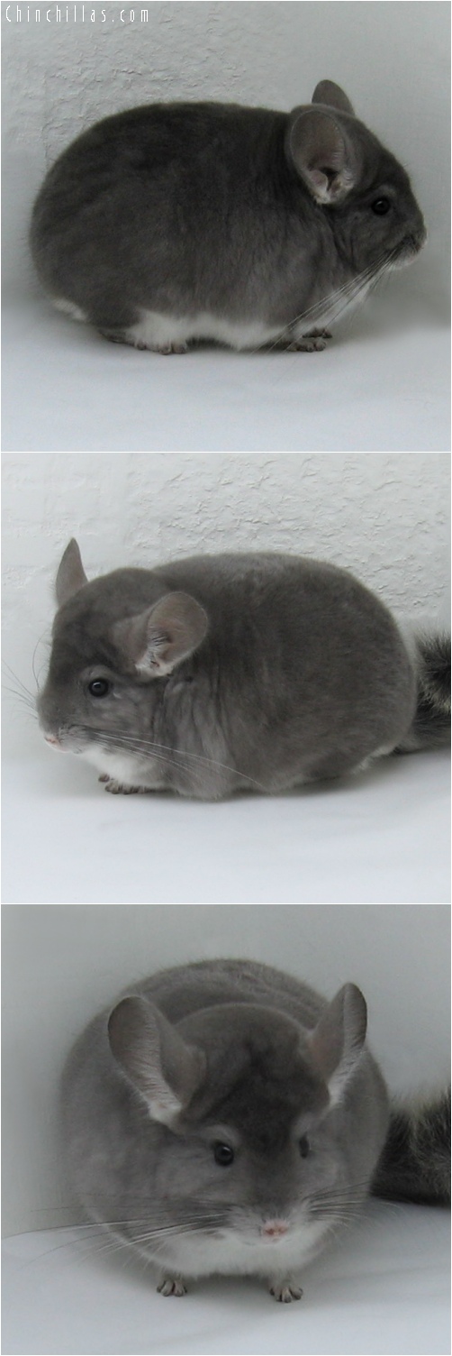 6206 Violet Male Chinchilla