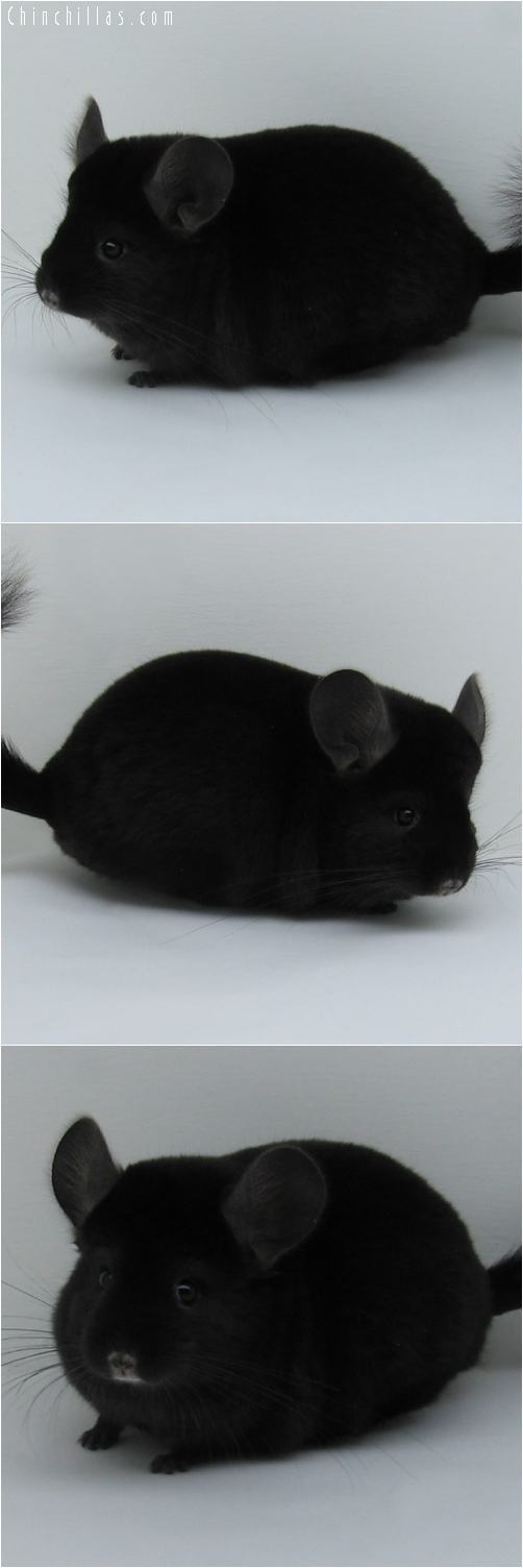 6208 Premium Production Quality Ebony Female Chinchilla