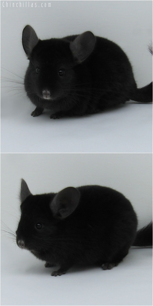 6209 Extra Dark Show Quality Ebony Male Chinchilla