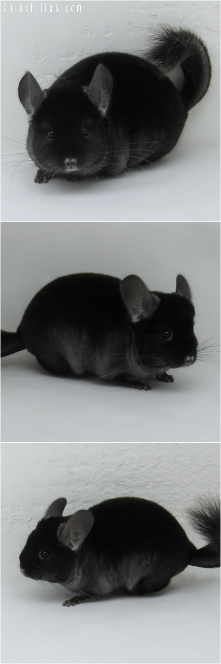 6187 Show Quality TOV Ebony Female Chinchilla