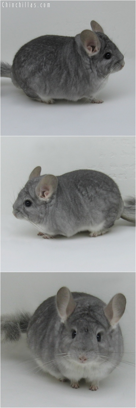 6196 Show Quality Sapphire Male Chinchilla