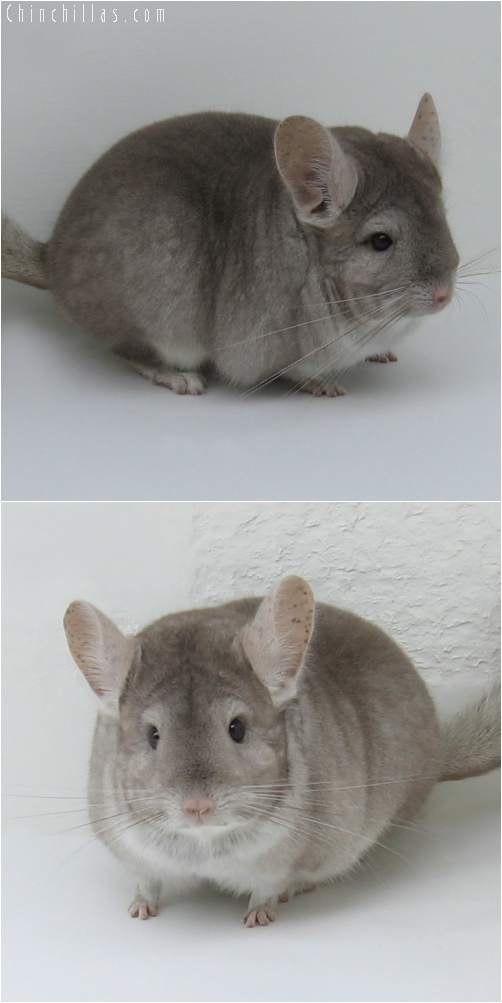 6200 Premium Production Quality Beige Female Chinchilla