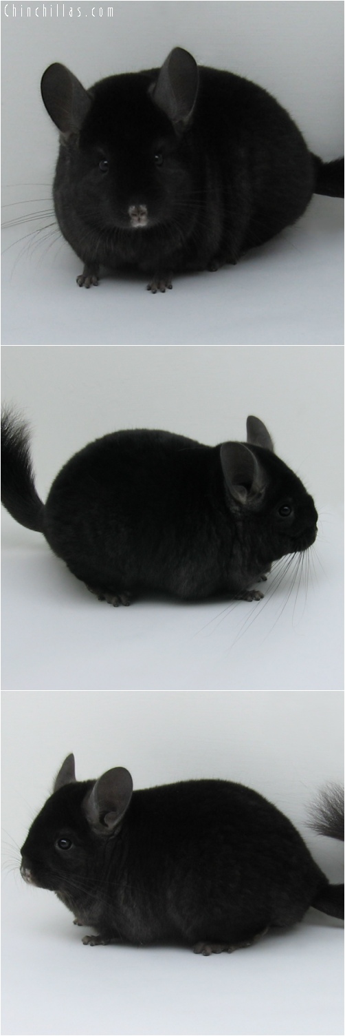 6204 Premium Production Quality Dark Ebony Female Chinchilla