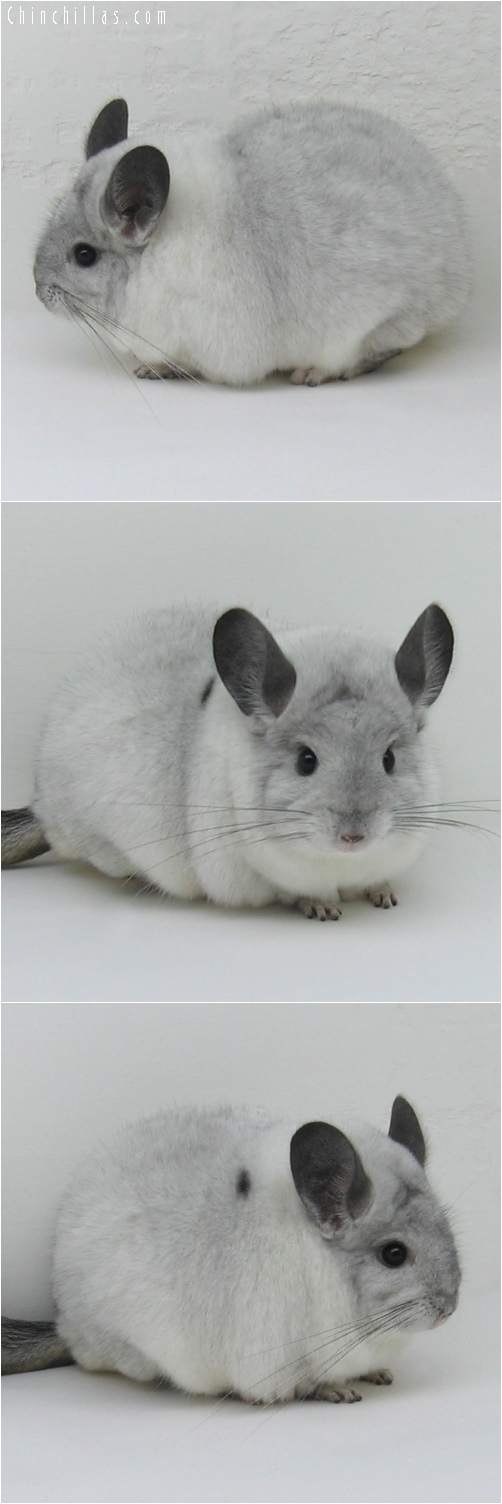 6222 Large Show Quality White Mosaic ( Sapphire Carrier ) Female Chinchilla