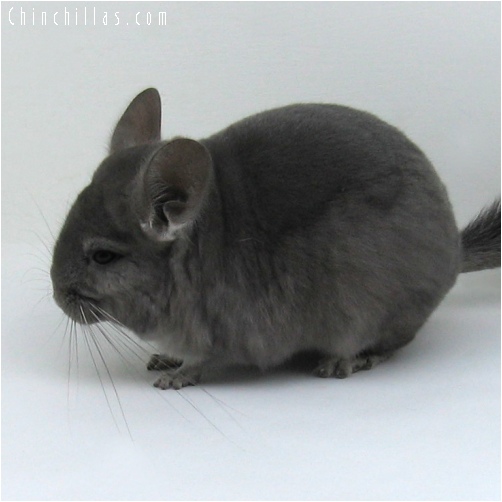 6214 Wrap - around Violet Female Chinchilla