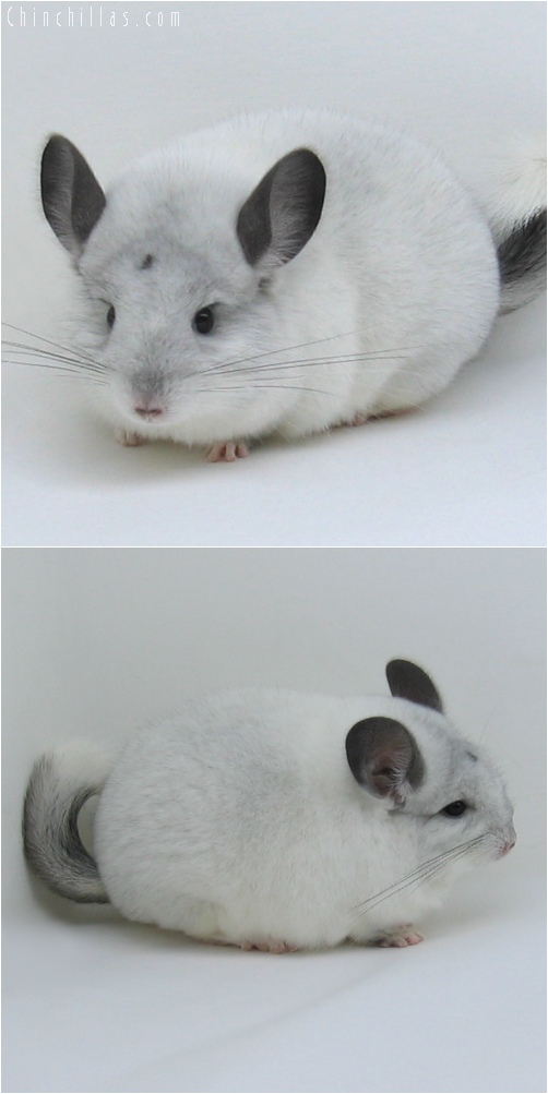 6213 Show Quality White Mosaic Female Chinchilla w/ Body Spot