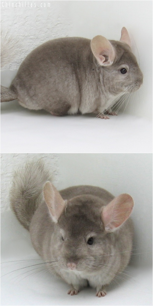 6217 Show Quality Beige ( Ebony & Violet Carrier ) Female Chinchilla