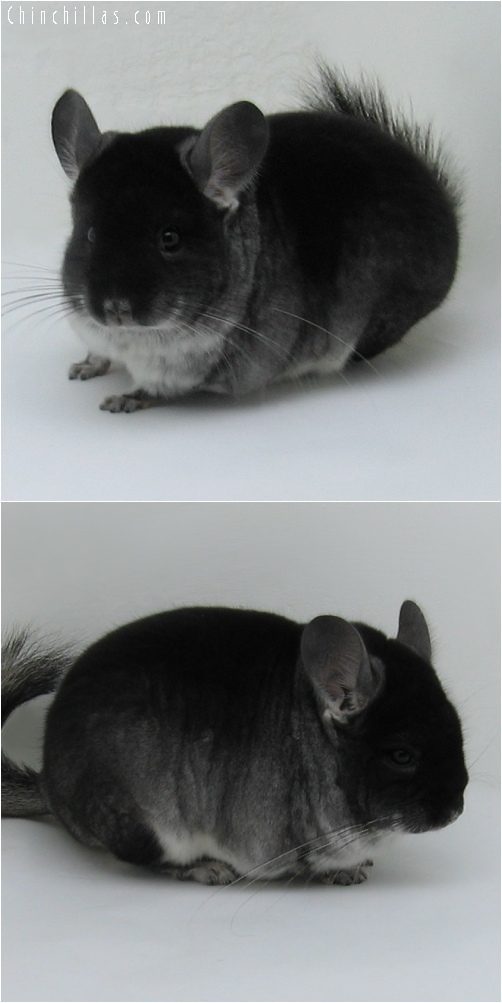 6212 Black Velvet ( Sapphire Carrier ) Male Chinchilla