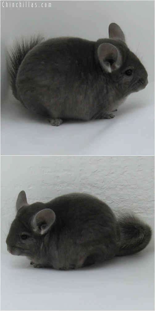 6218 Top Show Quality Wrap - around Violet Female Chinchilla