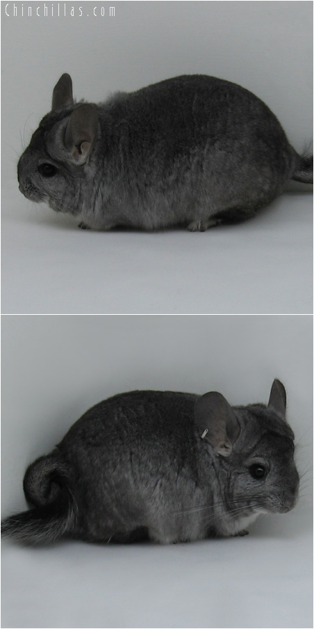 6193 Large Standard ( Royal Persian Angora Carrier ) Male Chinchilla