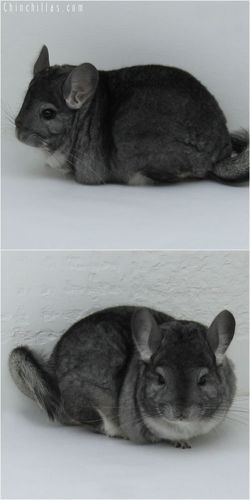 6224 Large Premium Production Quality Standard Female Chinchilla