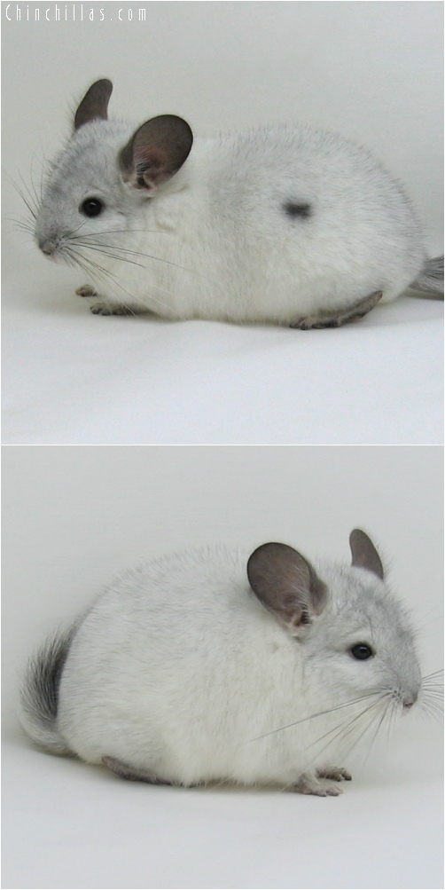 6237 White Mosaic ( Sapphire Carrier ) Male Chinchilla w/ Body Spot