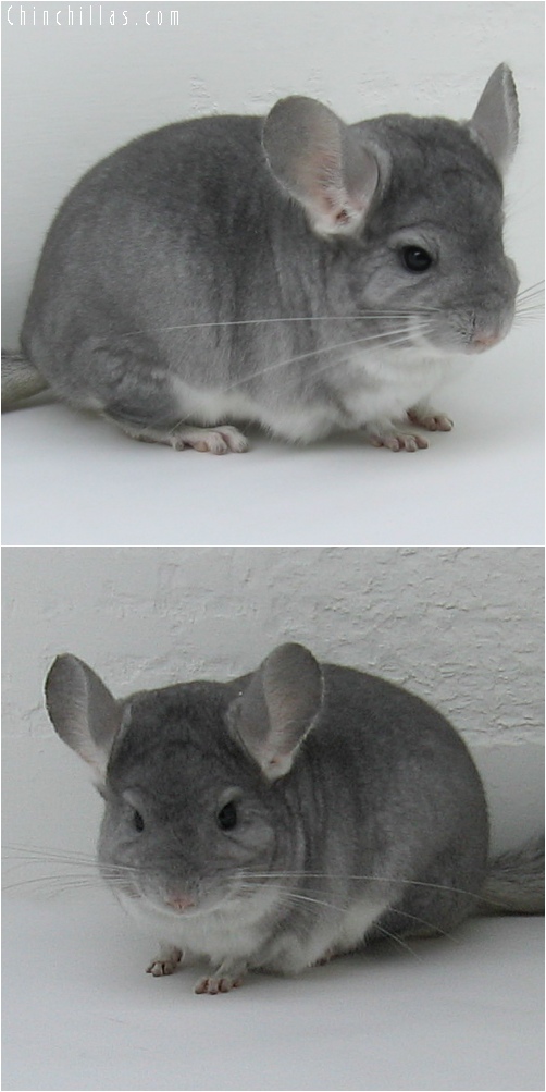 6219 Show Quality Sapphire Female Chinchilla