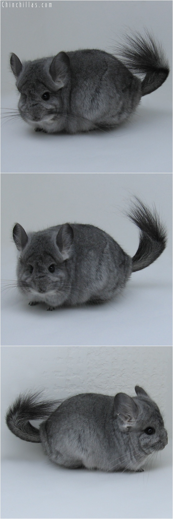 6198 Standard Royal Persian Angora Female Chinchilla