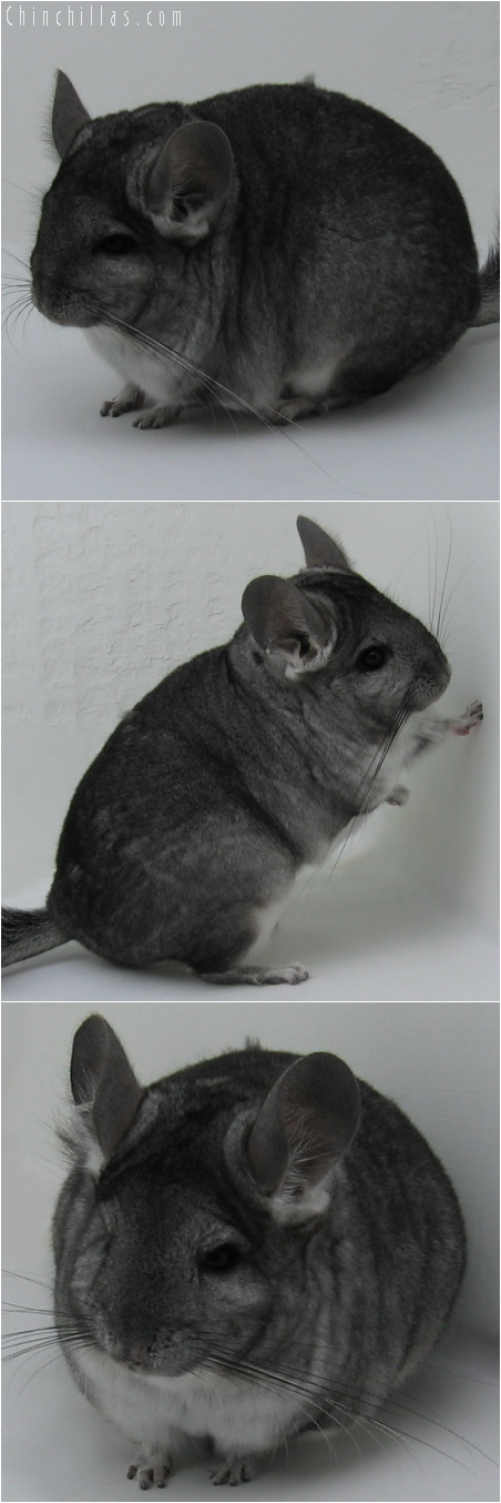 6122 Standard ( Royal Persian Angora Carrier ) Female Chinchilla