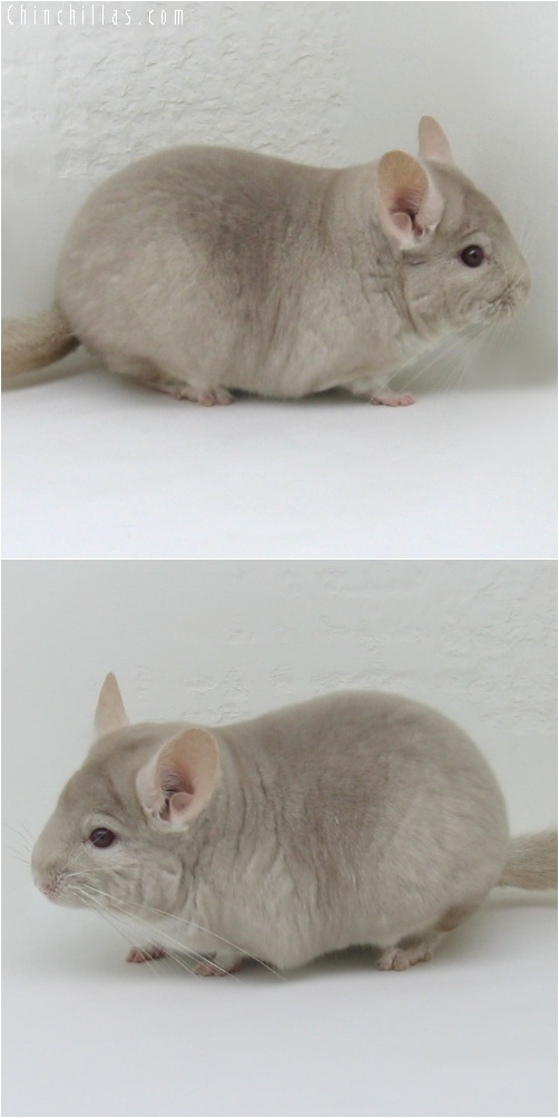 6244 Large Premium Production Quality Homo Beige Female Chinchilla