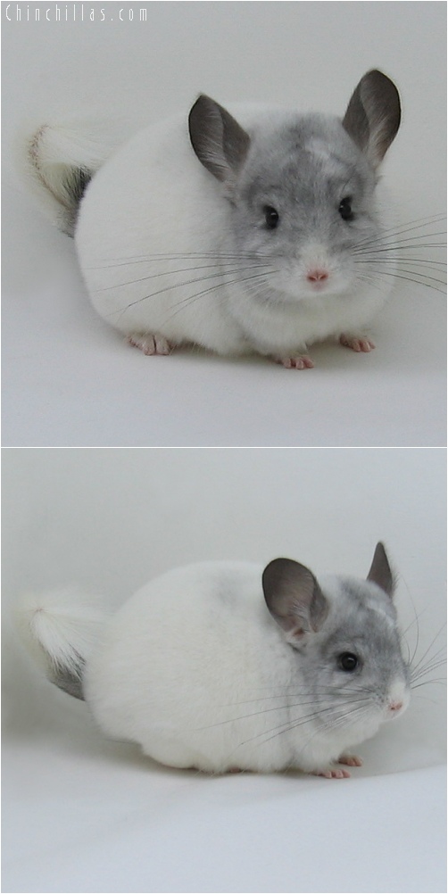 6239 Show Quality White Mosaic Female Chinchilla