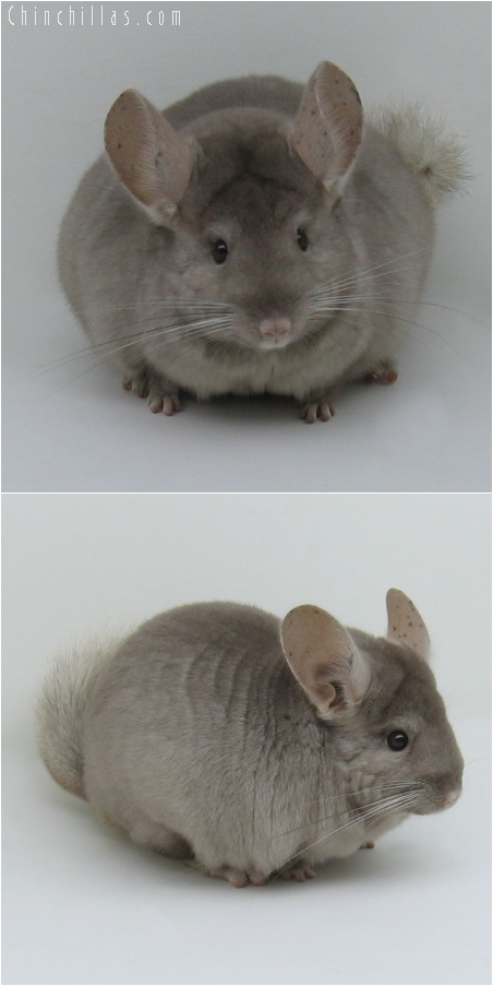 6186 Show Quality Tan Female Chinchilla