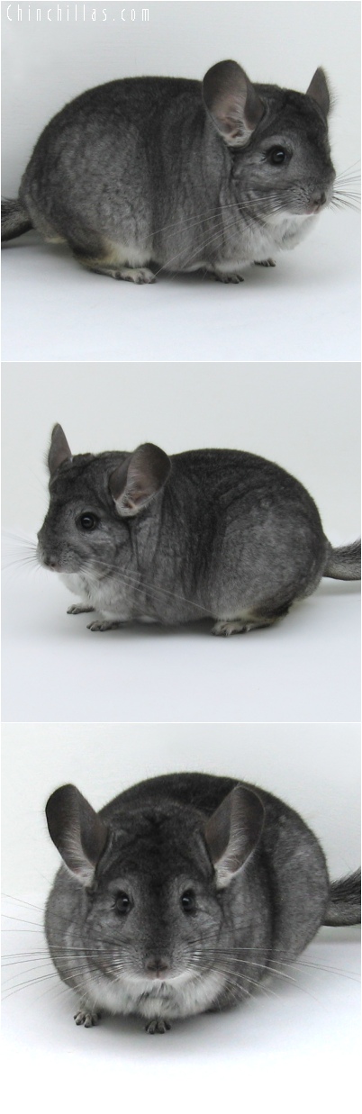 6229 Extra Large Premium Production Quality Standard Female Chinchilla