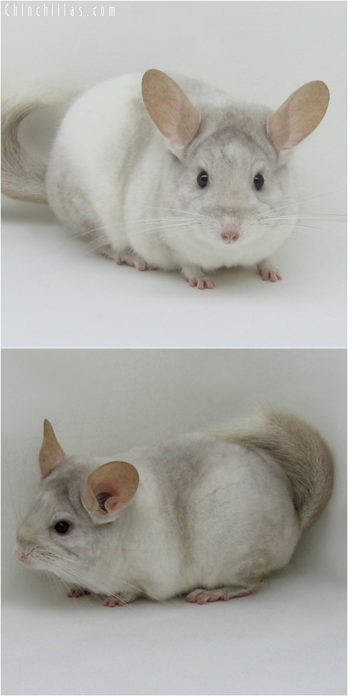 6159 Beige White Mosaic Male Chinchilla