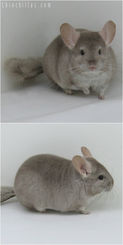 6231 Show Quality Beige Female Chinchilla