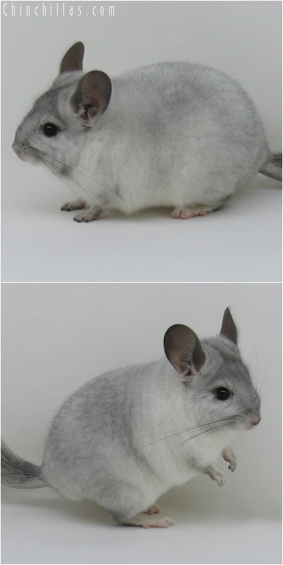 6149 Show Quality White Mosaic ( Sapphire Carrier ) Male Chinchilla